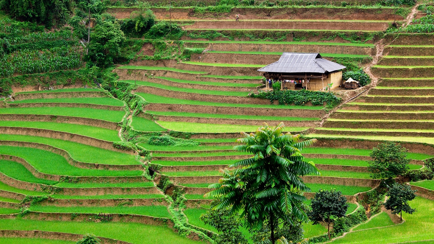 Rice is one of Vietnam's main exports.